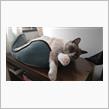 女王陛下は眠い(^^ゞ     #猫 #ゆき #スノーシュー #お昼寝