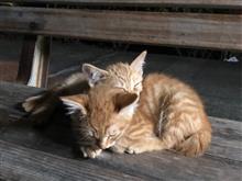駅のベンチに子猫が寝てたよ