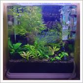 オトシンネグロ水槽🐟