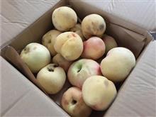 昨日は、初物収穫で襲撃～☆彡