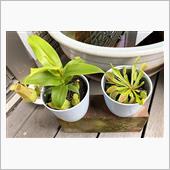 植物を飼ってみる