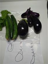 ＼(^o^)／夏野菜♥収〜穫🎶