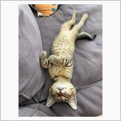 今日の寝顔😸