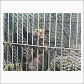 阿蘇くま牧場に寄り道