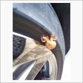 昨日洗車した車に「セミの抜け ...