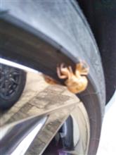 昨日洗車した車に「セミの抜け殻」!!