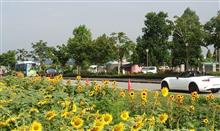 Be an ND driver！Experience yellow sunflower blossom in the sun of  summer morning @ 兵庫・小野ひまわりの丘公園