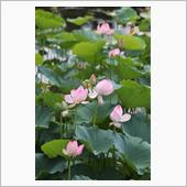蓮の花