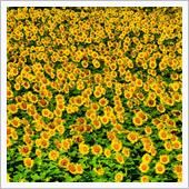 夏ですなぁ🌻