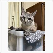 キャットタワーは誰のため🤔 ...