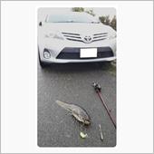 釣れました。（・◇・）v