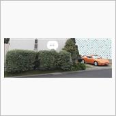 7月20日の庭仕事