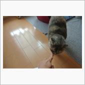 〔ねこ〕今週のレミ (29)