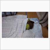 暑いから寝てる･････zzz