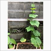 自家菜園のキュウリとナス。N ...