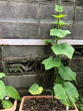 自家菜園のキュウリとナス。No2。