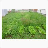 〔畑〕先週、今週の家庭菜園( ...