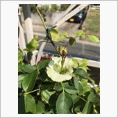 花の中に蕾が？