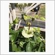 花の中に蕾が？