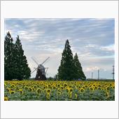 あけぼの山農業公園のひまわり畑