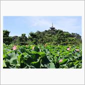 三渓園を散策