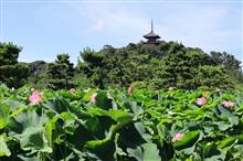 三渓園を散策