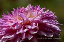 Summer Dahlia