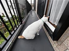引越しを終えても、まだ捨てるものがある現実　( `&#183;ω&#183;) ｳｰﾑ…