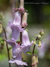酷暑の花撮りⅡ Part１