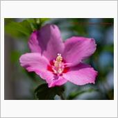 酷暑の花撮りⅡ Part２