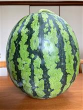 妻の実家から🍉をいただきました😋