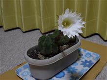 連続撮影トライアル・・・大豪丸咲く！