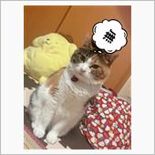 もかちゃん