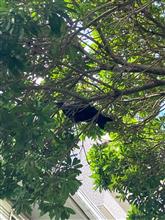 カラスさんその後 カラスさんその後