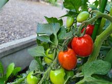 ガーデニング2022-10【菜園の野菜　収穫】