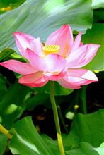 東京・上野不忍池 ~1つの蓮の花の寿命は4日ほど~ 東京・上野不忍池 ~1つの蓮の花の寿命は4日ほど~