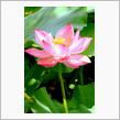 東京・上野不忍池　～1つの蓮の花の寿命は4日ほど～