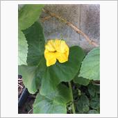 花が咲いてた