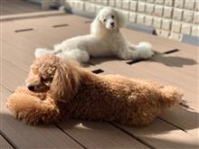 チョコとブラン130 夏真っ盛り