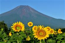 ひまわりと富士山