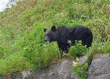 北海道遠征の旅　動物編