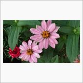 ８月２日、おはようございます ...