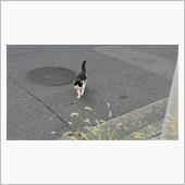 今朝のにゃんこ 22.08. ...