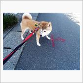 今朝の犬のお散歩　真夏のお散 ...