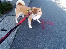 今朝の犬のお散歩　真夏のお散歩　ワンコの意思に従っています