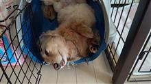 ハッピー、お昼寝中(^^ゞ     #犬 #ハッピー #ミニチュアダックスフント #キャリーバッグ #お昼寝 #ヘソ天