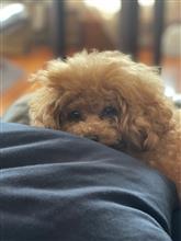 犬の車酔い対策　その6  複合クッションの検証