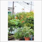恵みの雨