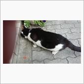 今朝のにゃんこ 22.08. ...