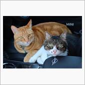 我が家には猫の手は有るんです ...
